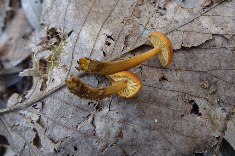 Flammulina velutipes - Physalacriaceae